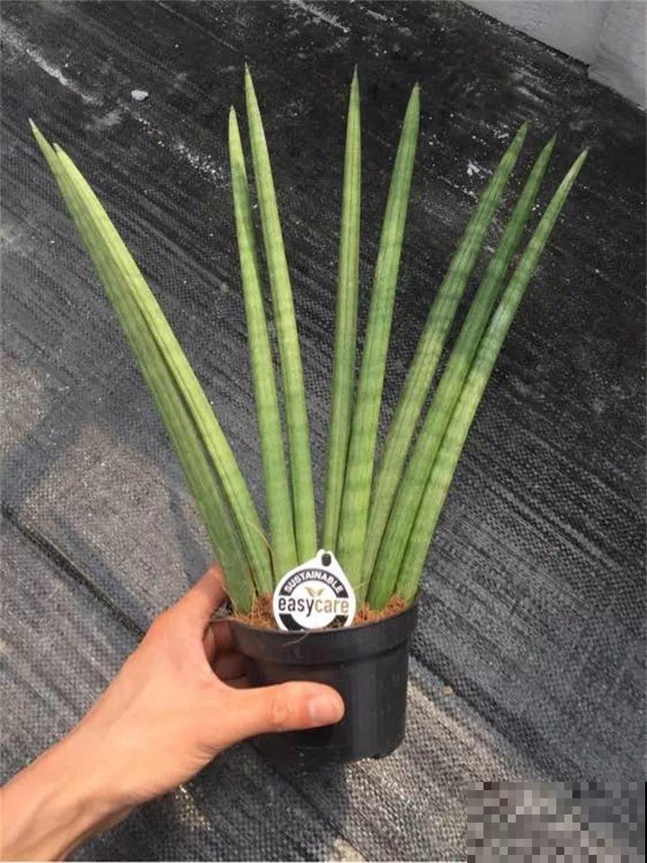 3种便宜花，被爷爷辫成辫子，颜值飙升秒变艺术品！