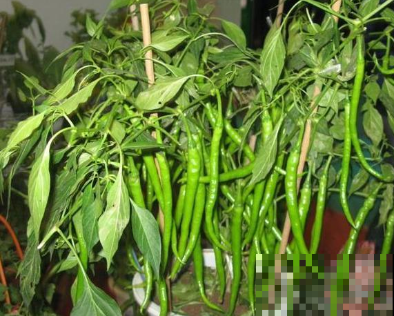 这2种菜，阳台就能种，割一茬长一茬，能吃大半年！
