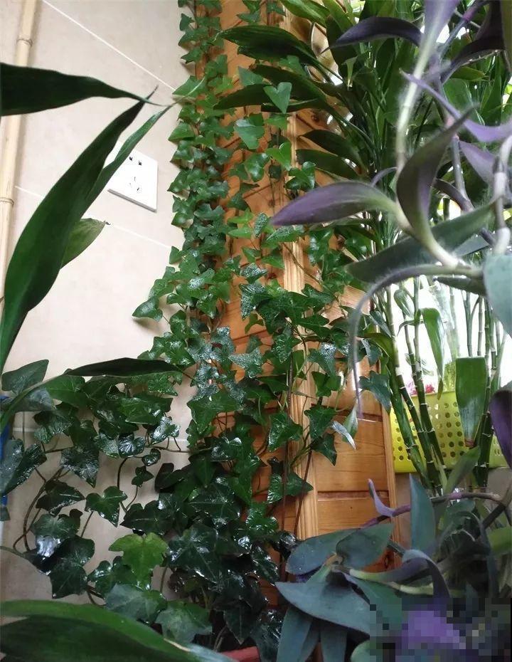 能开花的绿萝，一年四季开不败，这花养着真省心！