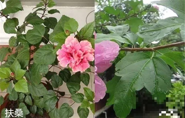 10种以假乱真的花，买花时睁大眼，免得被骗！