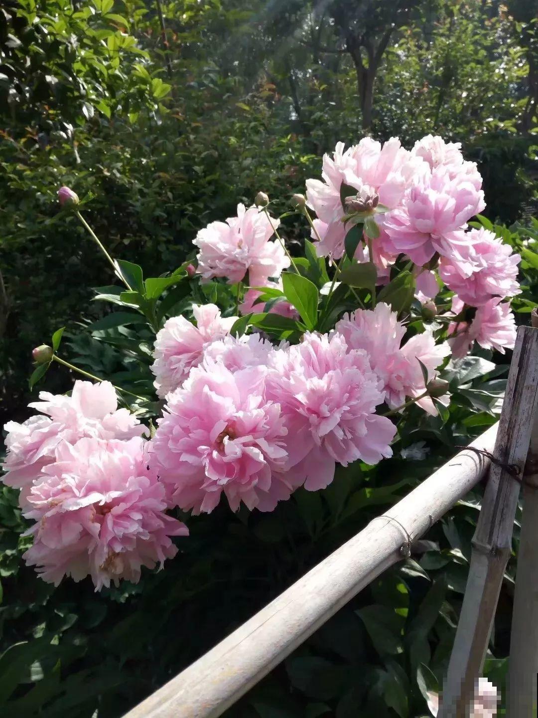 这种吉祥富贵花，秋天都要抢着养，错过再等一年！