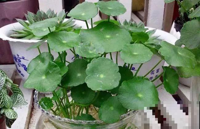 这花就得多喝水，1天1瓢水，轻轻松松养爆盆！
