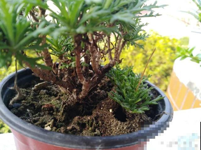 会休眠的12种花，想要安全度夏就别折腾，越浇水死的越快！