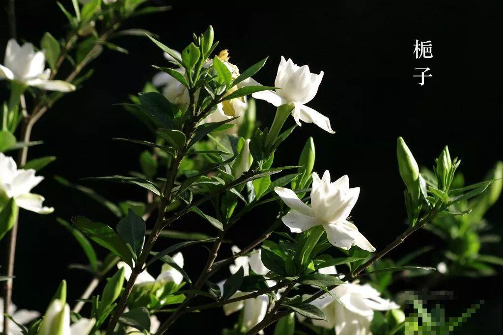 公认难养的花，他花10年时间养成盆景，价值翻倍！