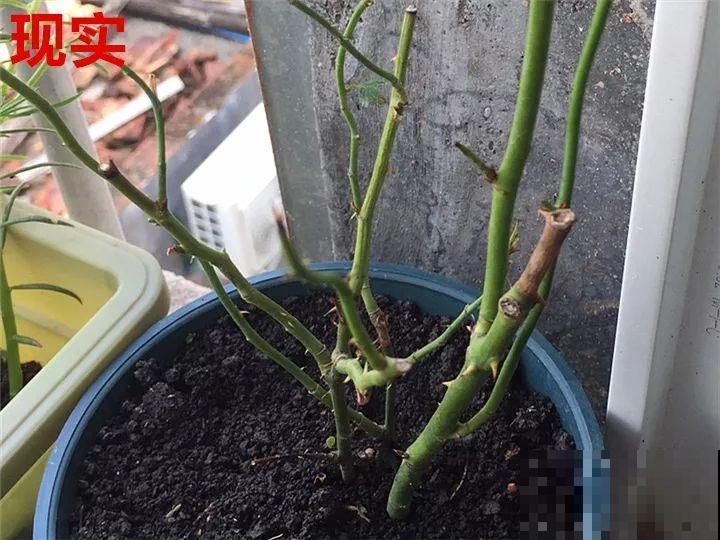 这10种花，年年收空盆，没点经验还真不敢养！