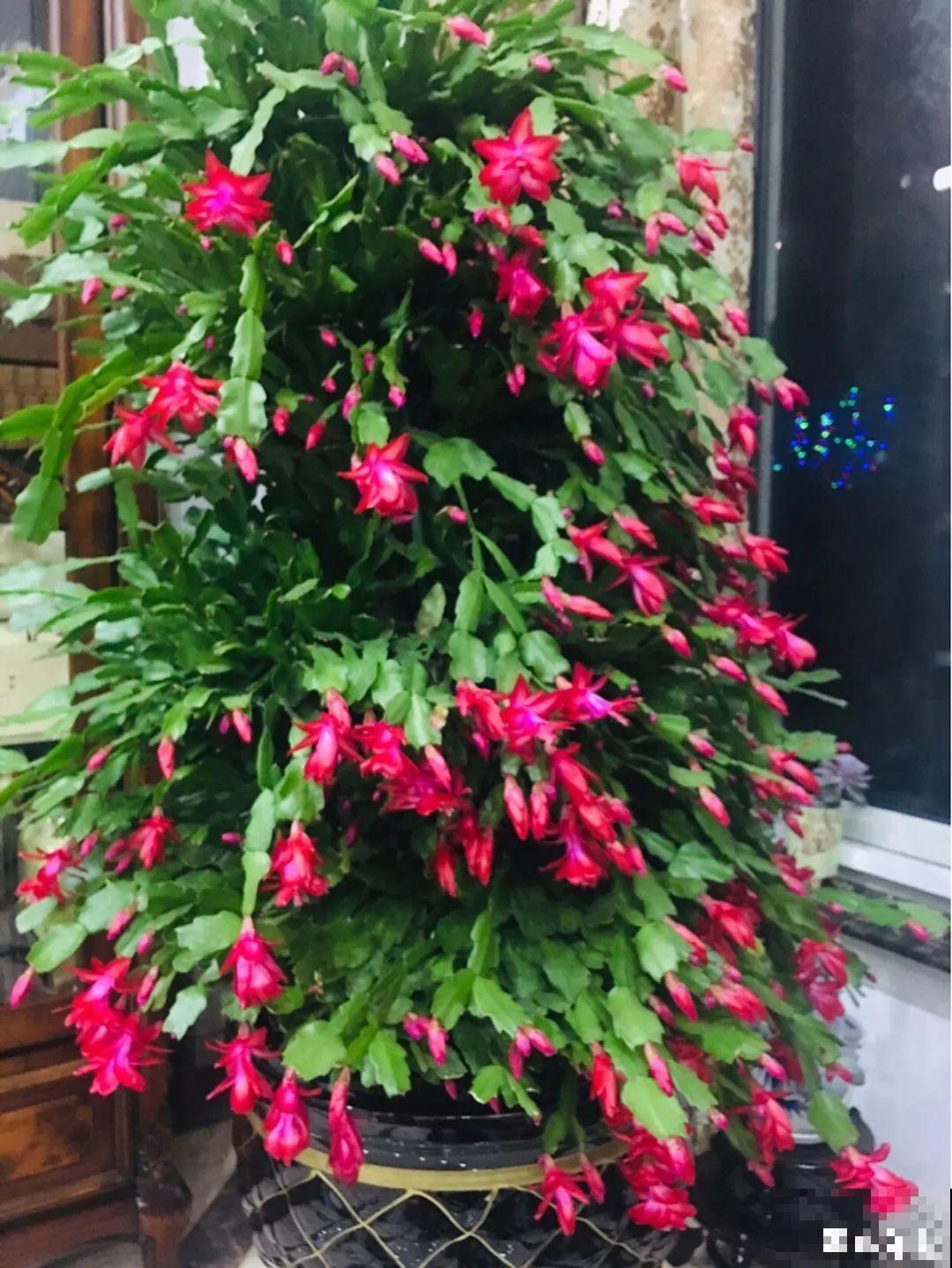 30种常见花的夏季浇水方法，告别烂根黄叶，养花无忧！