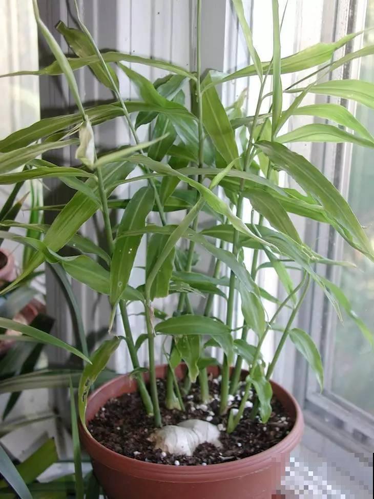 家里的花为什么总是养不活，那是因为你的浇水技巧不对！