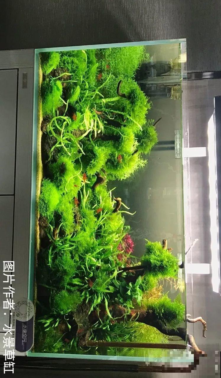 夏天就得养它，扔水里长一缸，7天美成一幅画！