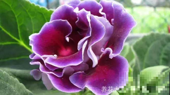 这花超耐阴，1片叶子扦插8盆，开起花来就没停过！