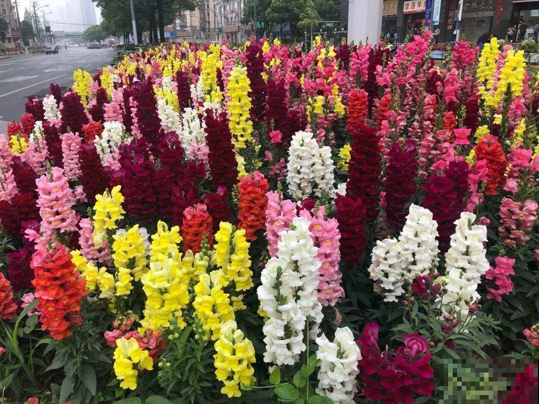 这花长得像大虾，看着就很有食欲，可在东北人这都是“苞米”！