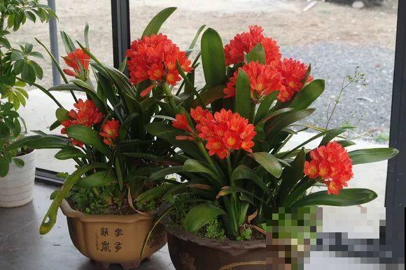 人和花都是相通的，看你养的花，就知道你是什么性格了！