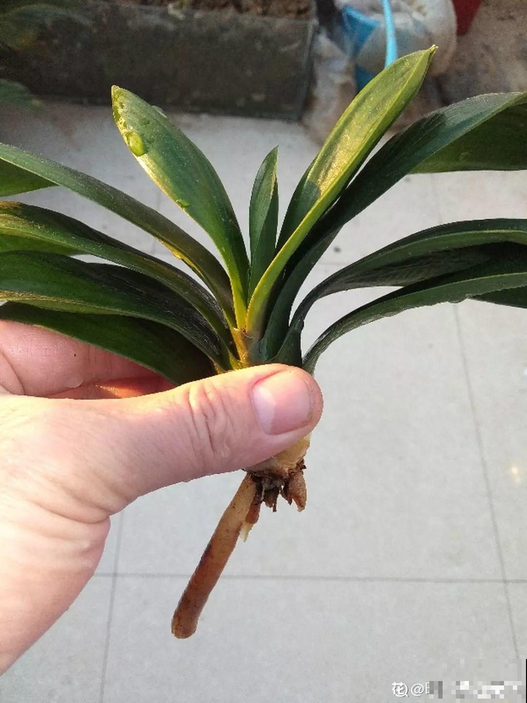 家里有这8种花，现在最容易死，别乱浇水！