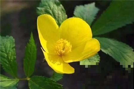 这几种花的虽然名字吓人，但花一开，各个都是小可爱！