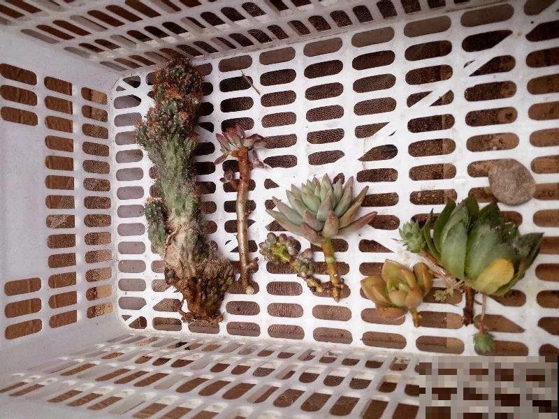 这12种花，夏天直接扔水里，蹭蹭长个开花拦不住！