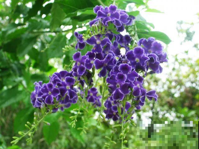 这花长得像大虾，看着就很有食欲，可在东北人这都是“苞米”！