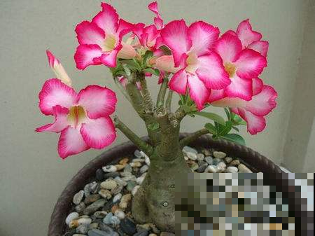 沙漠玫瑰成光杆？饿几顿喷点它，花芽猛蹿！