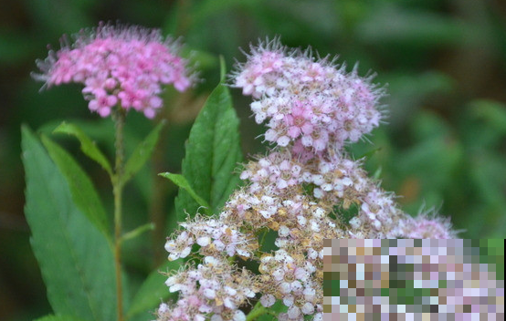 这3种花，从夏天开到现在，丝毫没有停的意思！