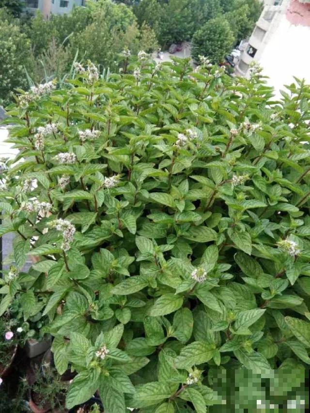 30种常见花的夏季浇水方法，告别烂根黄叶，养花无忧！