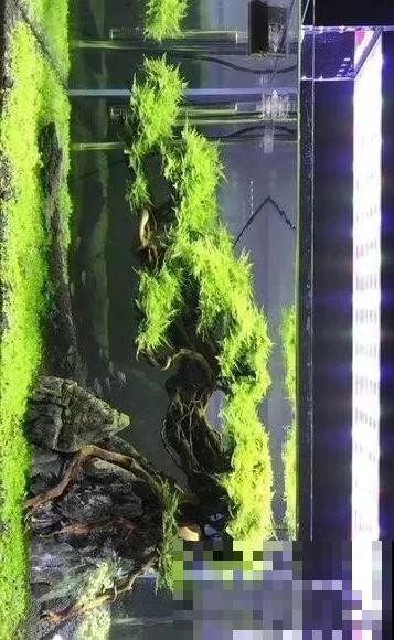 夏天就得养它，扔水里长一缸，7天美成一幅画！