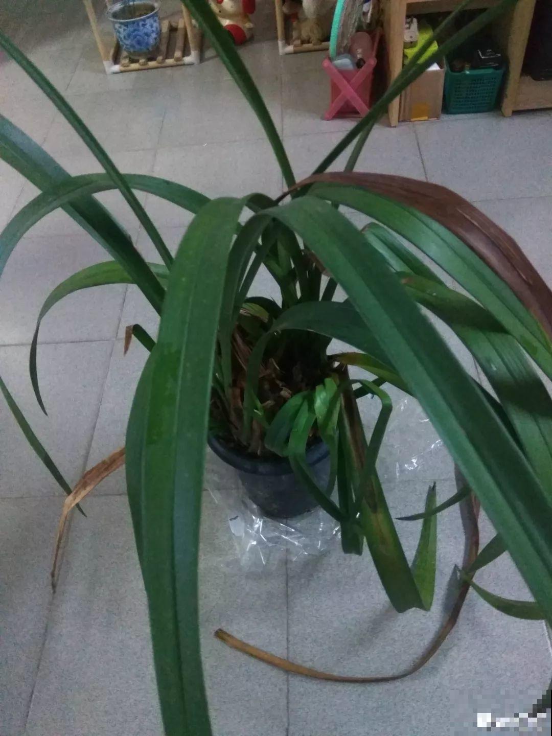 家里有这8种花，现在最容易死，别乱浇水！