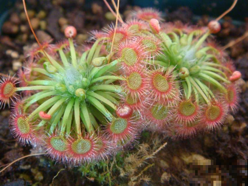 这几种花是虫子陷阱，一棵就让家里零蚊虫，太合算了！