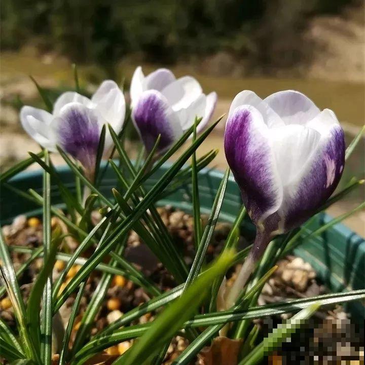 这花不挑地方，南北方都能养，沾土就活，浇点水就开爆！
