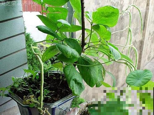 这菜一到夏天就生机勃勃，现在不播一次，只能再等明年啦！