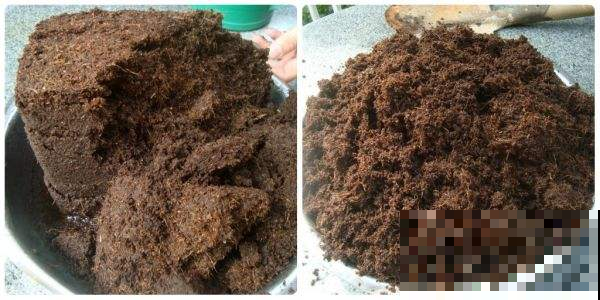 一块椰槺砖养了满阳台的花，再也不用花钱买土，花草十年不烂根
