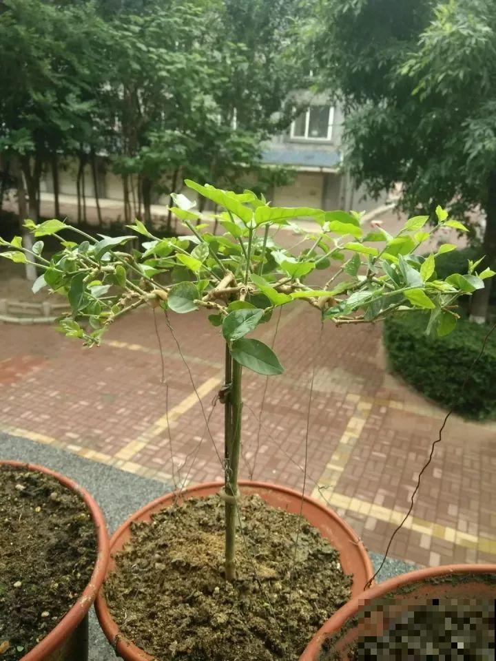 这8种花，拿棍子一绑凹个造型，身价嗖嗖往上翻！