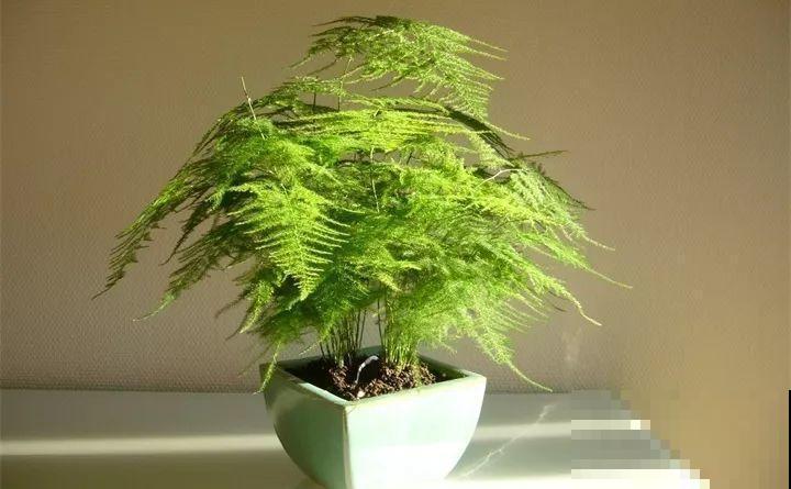 给花浇点它，新芽直冒挡不住，只能换大盆了！