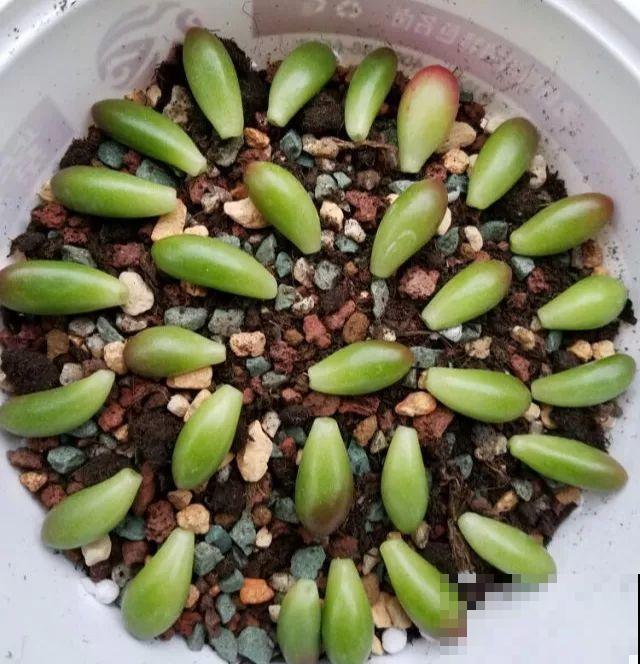 这8种多肉，现在扦插，插啥活啥，1个月就爆盆！