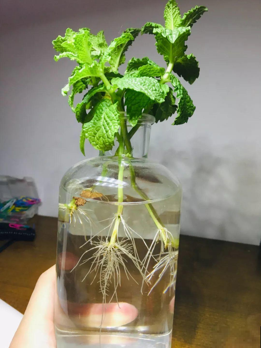这12种花，夏天直接扔水里，蹭蹭长个开花拦不住！