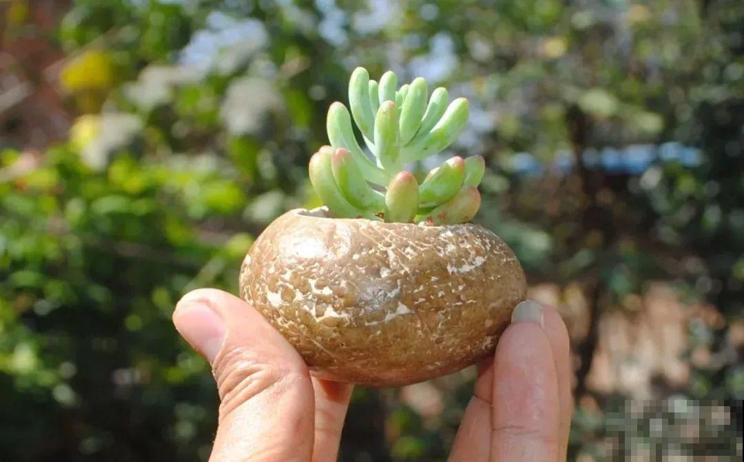 周末去这儿转一转，花和花盆随便捡，赚大发了！
