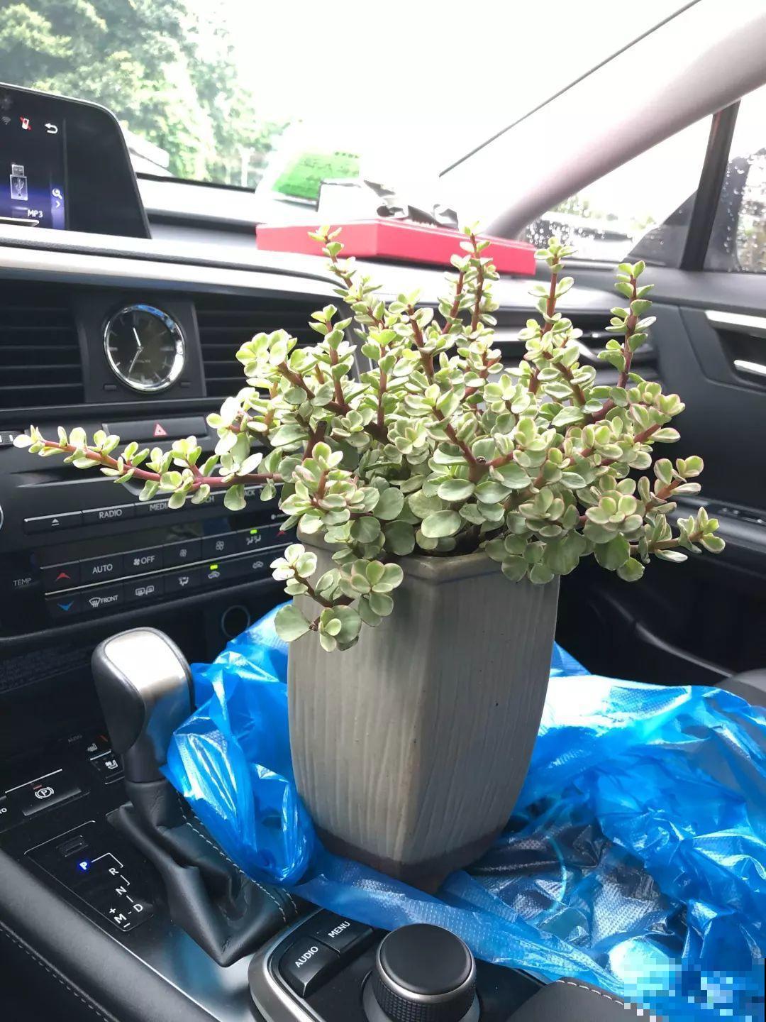 马齿苋长成树，喷点它，颜色鲜艳卖出了好价钱！