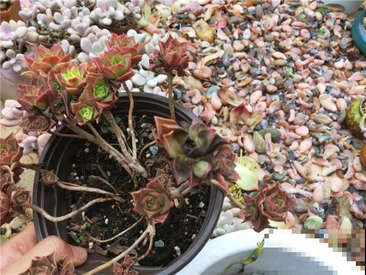 爸妈不在家，我在院子里疯狂种多肉，年年回家吓一跳！