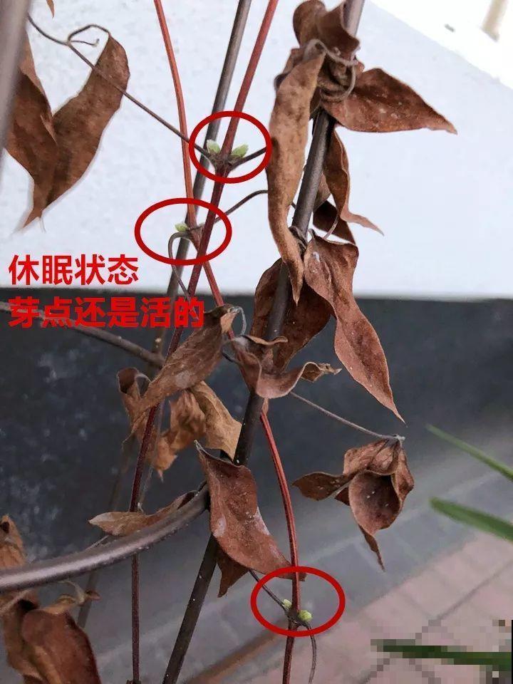 这10种花，年年收空盆，没点经验还真不敢养！
