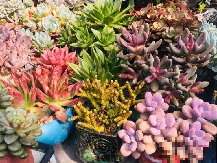 买多肉也别买这几种，回家养2天就不行了，白花钱！