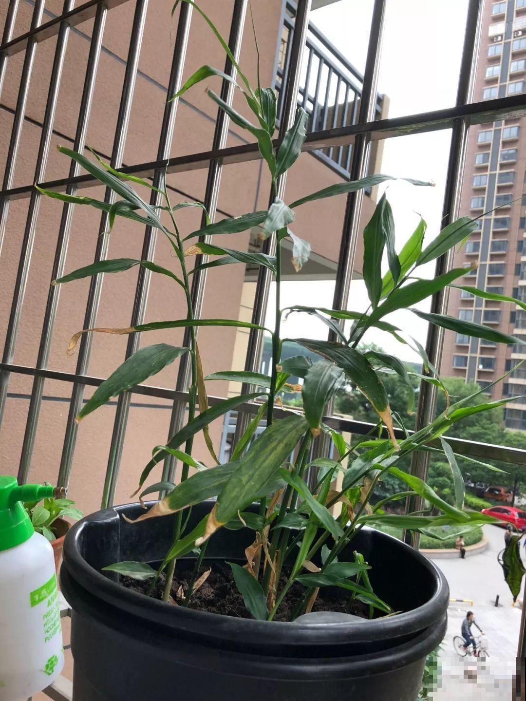 发芽的生姜丢盆里，一周就窜叶，半年生出一桶姜！