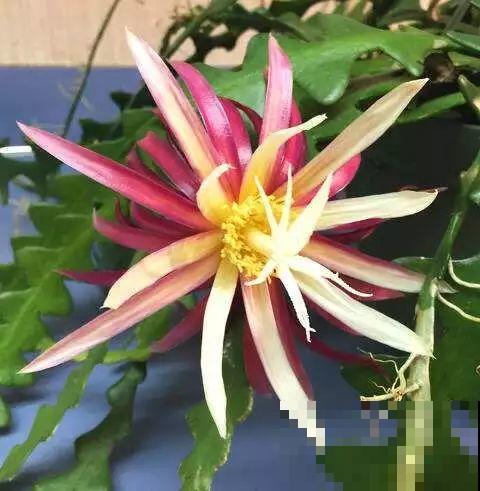 9种新晋网红绿植，摆家里提档次，邻居看了都眼馋！