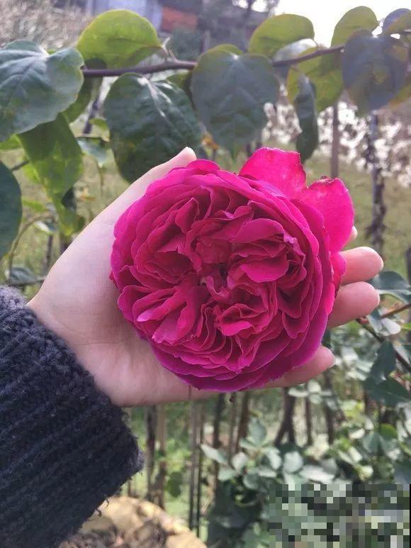 这花一年能开8个月，开完剪，剪完开，养花人都爱它！