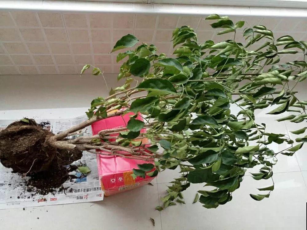夏天养花黄叶子？赶紧剪一下，10天叶片绿的直滴油！