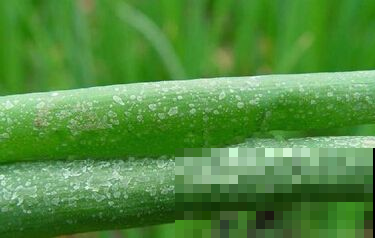 你家大葱都有白点了还敢吃？赶紧简单一处理，要不然有你受的