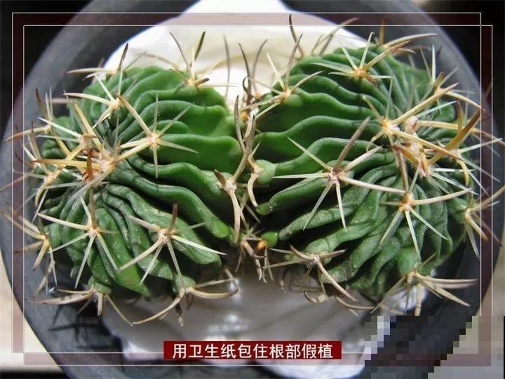 养花不生根？赶紧塞团卫生纸，大白根蹭蹭冒！