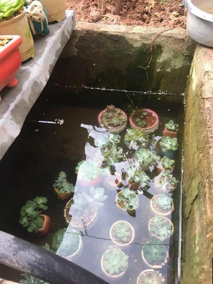 把多肉直接泡在水里？这么猛的操作，没想到叶子更加饱满了！
