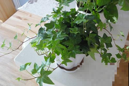 常春藤养好了，分分钟长成窗帘，夏天家里贼凉快！