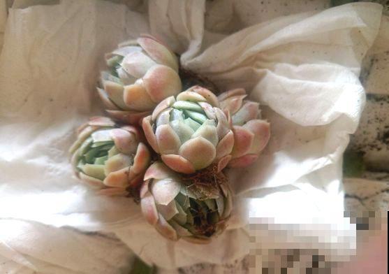买多肉也别买这几种，回家养2天就不行了，白花钱！