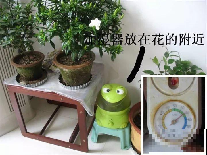 最难养2种的花，盆底垫上它，叶子油亮狂冒花苞！