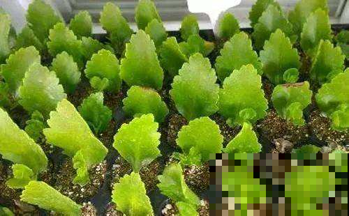 花钱买这花的真是亏大了，明明揪片叶就能长满家，立马退货去！