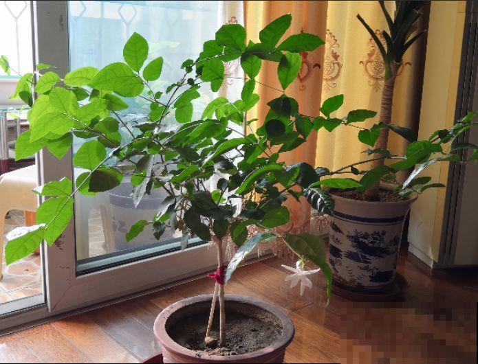 立秋了，抓紧做好这7件事，叶子绿的滴油，花立马胖10倍！
