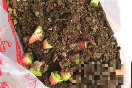 吃剩下的西瓜皮随手扔？在我们养花人眼里，就是浪费！